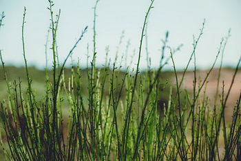 Dutch Dunes