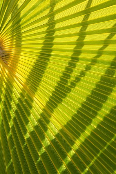 Feuille de palmier verte et ombre 1 par Adriana Mueller