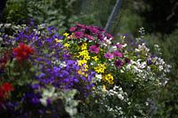 Dunes, flowers