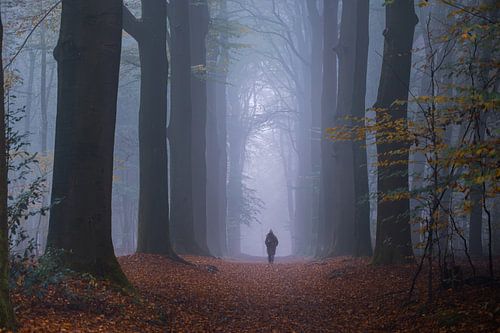 Wandelaar in mysterieus bos