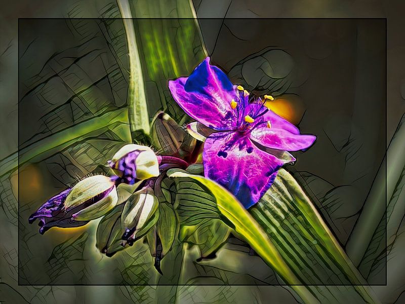 Eendagsbloem van Rob Boon