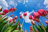 Tulpen in den Himmel. von Justin Sinner Pictures ( Fotograaf op Texel) Miniaturansicht