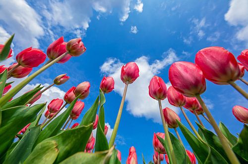 Tulpen tot aan de Hemel.