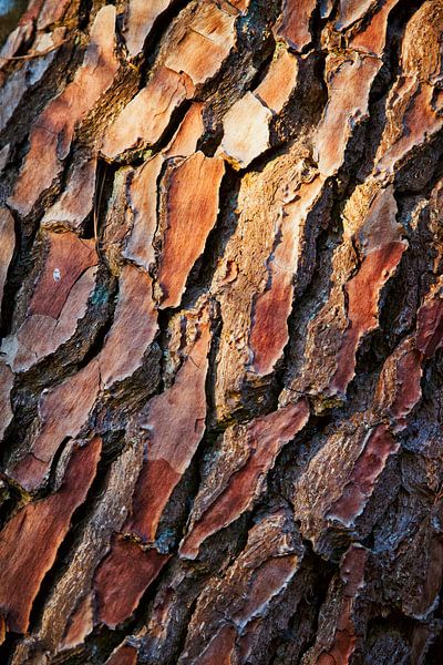 Baumrinde von Saranda in t Veld Fotografie