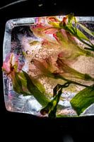 Frozen Flowers, bloemen bevroren in ijs