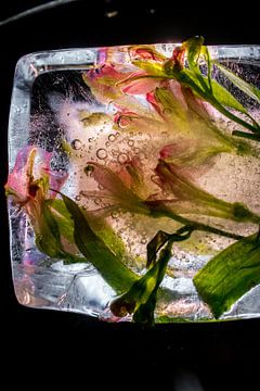 Frozen Flowers, bloemen bevroren in ijs van Loes van Dijk
