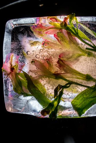 Frozen Flowers, flowers frozen in ice