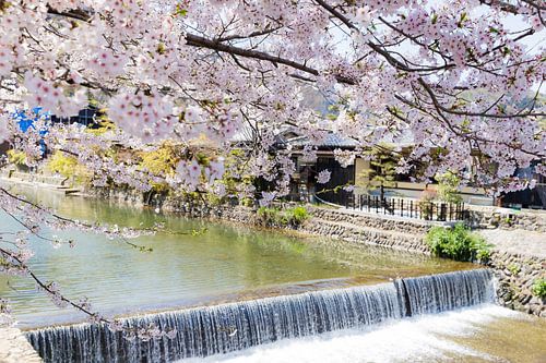Kirschblüte am Wasser