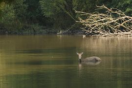 Pater Davidshert in het water.2