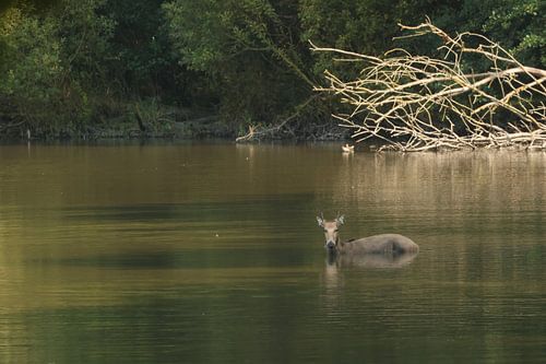 Father David deer in the water.2