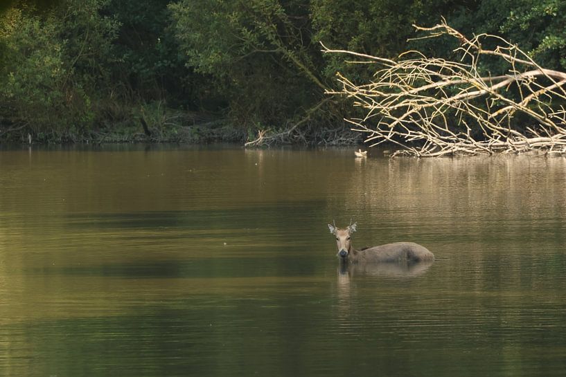 Vater David, der Hirsch im Wasser.2 von Daniëlle Eibrink Jansen