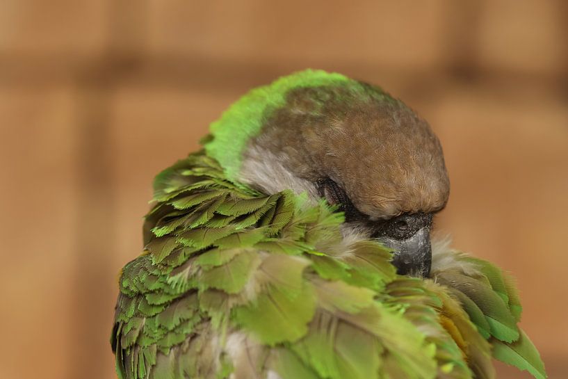 Sleep tight parrot by Daniëlle Eibrink Jansen
