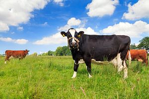 Koeien in de wei in Holland von Dennis van de Water