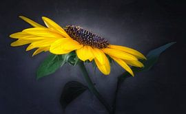 Enchanting sunflower by Angelika Beuck