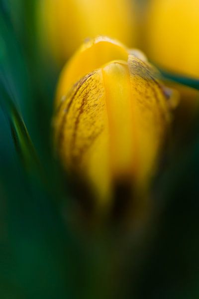 Close up of a yellow crocus in springtime by Daniel Pahmeier