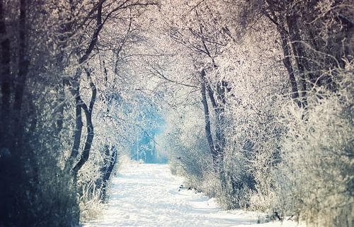 Winterlandschap