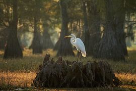 Great Egret by Martin Podt