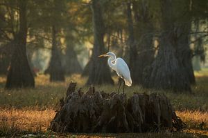 Grote zilverreiger van Martin Podt