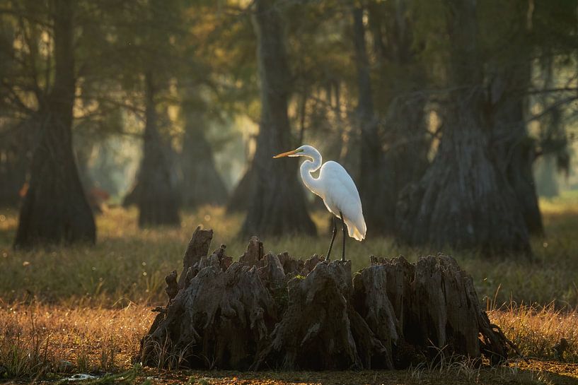 Grande aigrette par Martin Podt