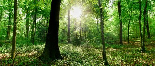 Green Forest