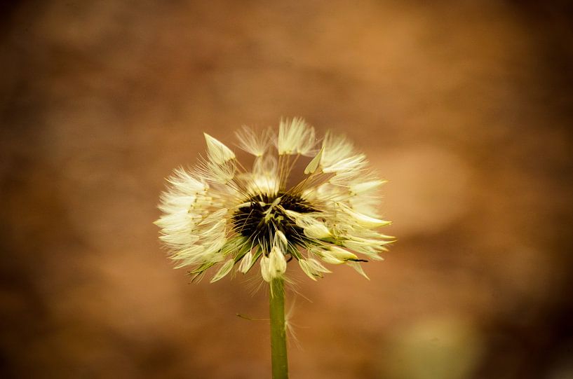 Dandelion by mondenkind