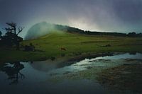 shadow in pond with cow