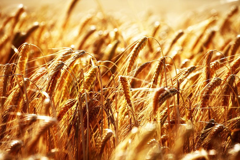 cereals van Falko Follert
