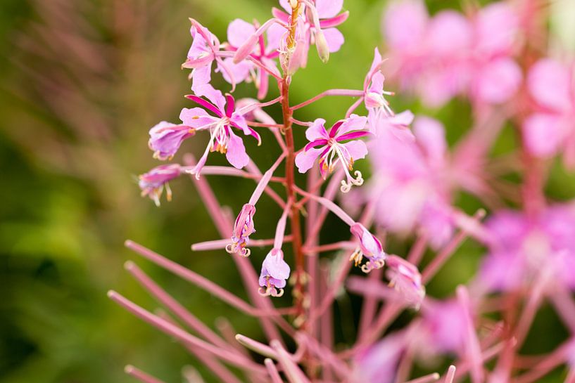Paarse bloem von Jan Croonen