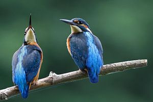 The Kingfisher