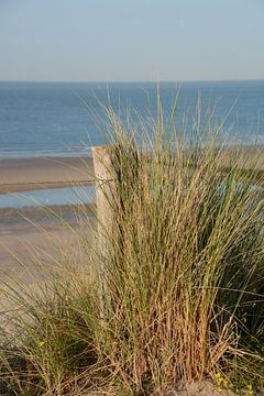 Dünengras, Küste von Zoutelande, Zeeland