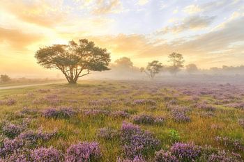 Sunrise on the purple heath