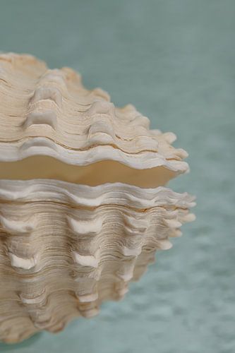 Een stukje openstaande schelp met blauwgroene achtergrond