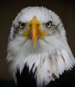Adler
