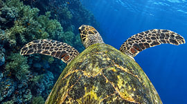 Karettschildkröte über dem Riff – Unterwasserfoto aus dem Roten Meer von Laura Georgi Tier- und Ladschaftsfotografie