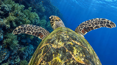 Karetschildpad boven het rif – onderwaterfoto uit de Rode Zee