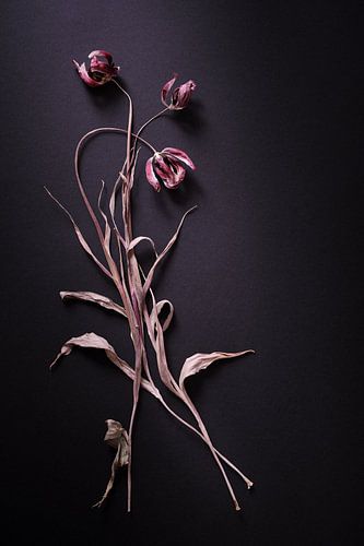 Trio tanzender Tulpen