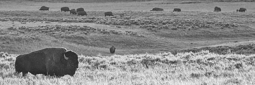 Bison par Kris Hermans