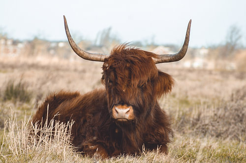 Scottish Highlander
