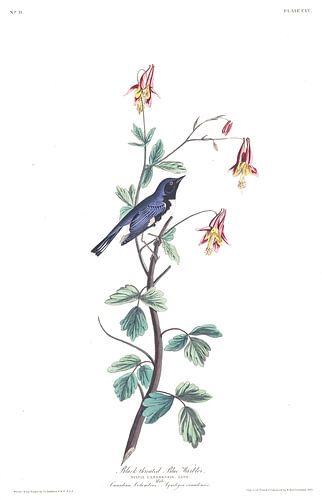 Blauwe Zwartkeelzanger