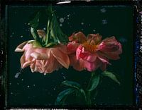 2 roses