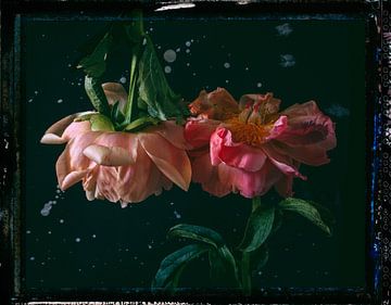 2 rozen van Jon Vismans
