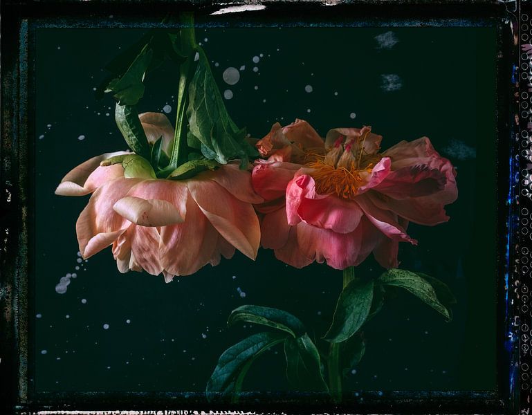 2 rozen van Jon Vismans