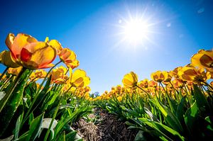 Tulipes jaunes dans un champ au printemps sur Sjoerd van der Wal Photographie