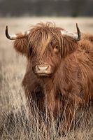 Portret van een Schotse hooglander in het hoge gras
