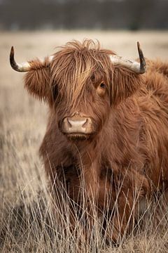 Portret van een Schotse hooglander in het hoge gras van KB Design & Photography (Karen Brouwer)