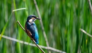 Eisvogel von Jean's Photography