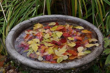 Autumn foliage in the garden by Claude Laprise