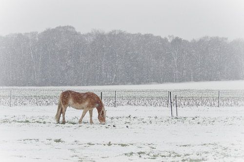 Grazing in the snow