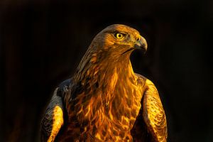 Steinadler (Aquila chrysaetos), Steinadler, Schweden.