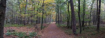 Een bospad panorama tijdens de Herfst